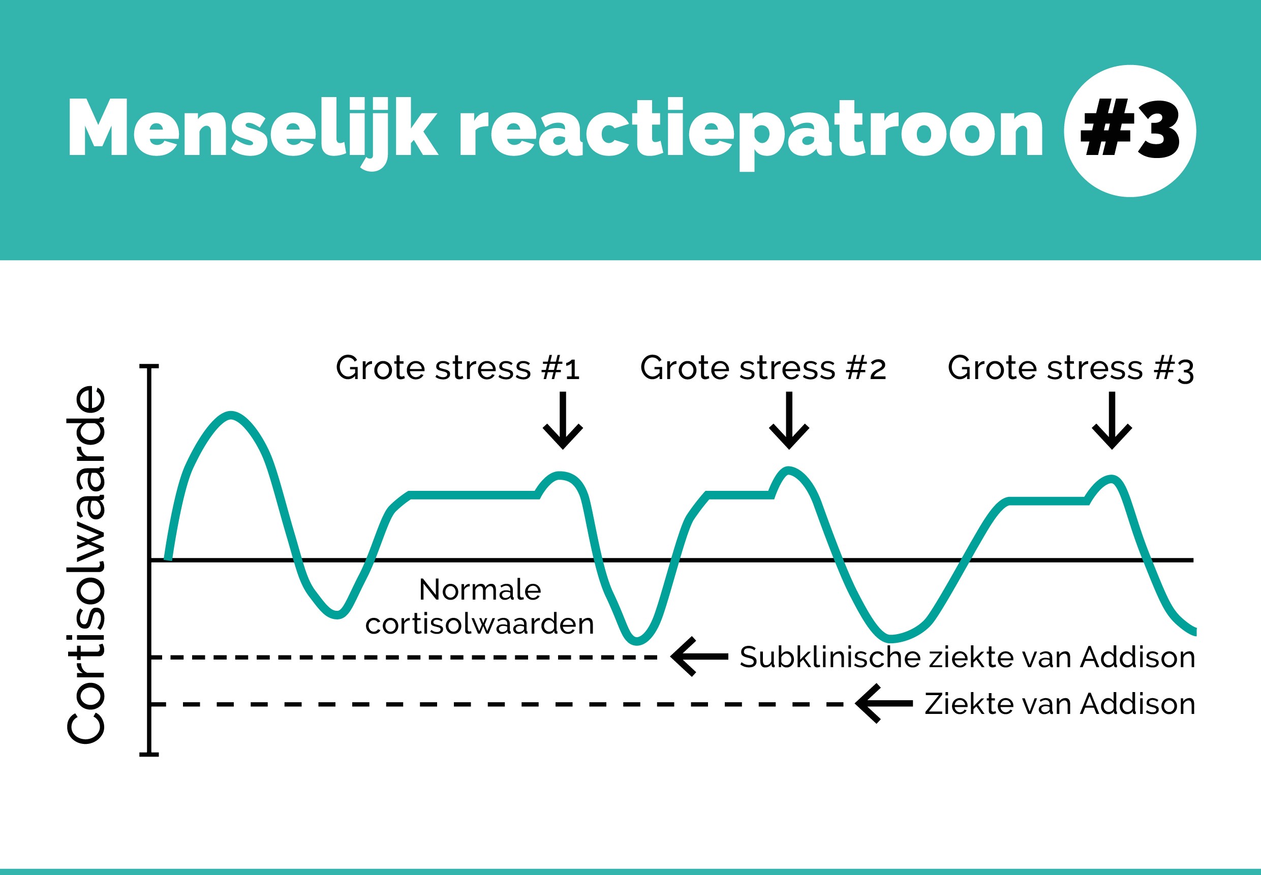 You-Mens_Menselijk reactiepatroon3__Cortisolcurve_Stress_EMB